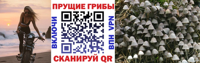 MEGA ССЫЛКА  Оханск  Псилоцибиновые грибы Cubensis 